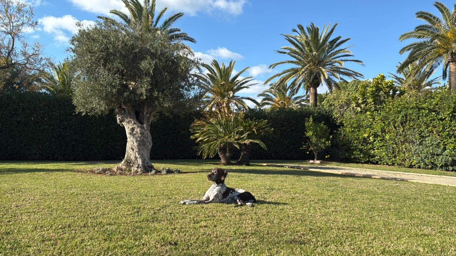 ס'אלגר La Calma Espectacular Villa Con Jardin Y Piscina En Menorca מראה חיצוני תמונה