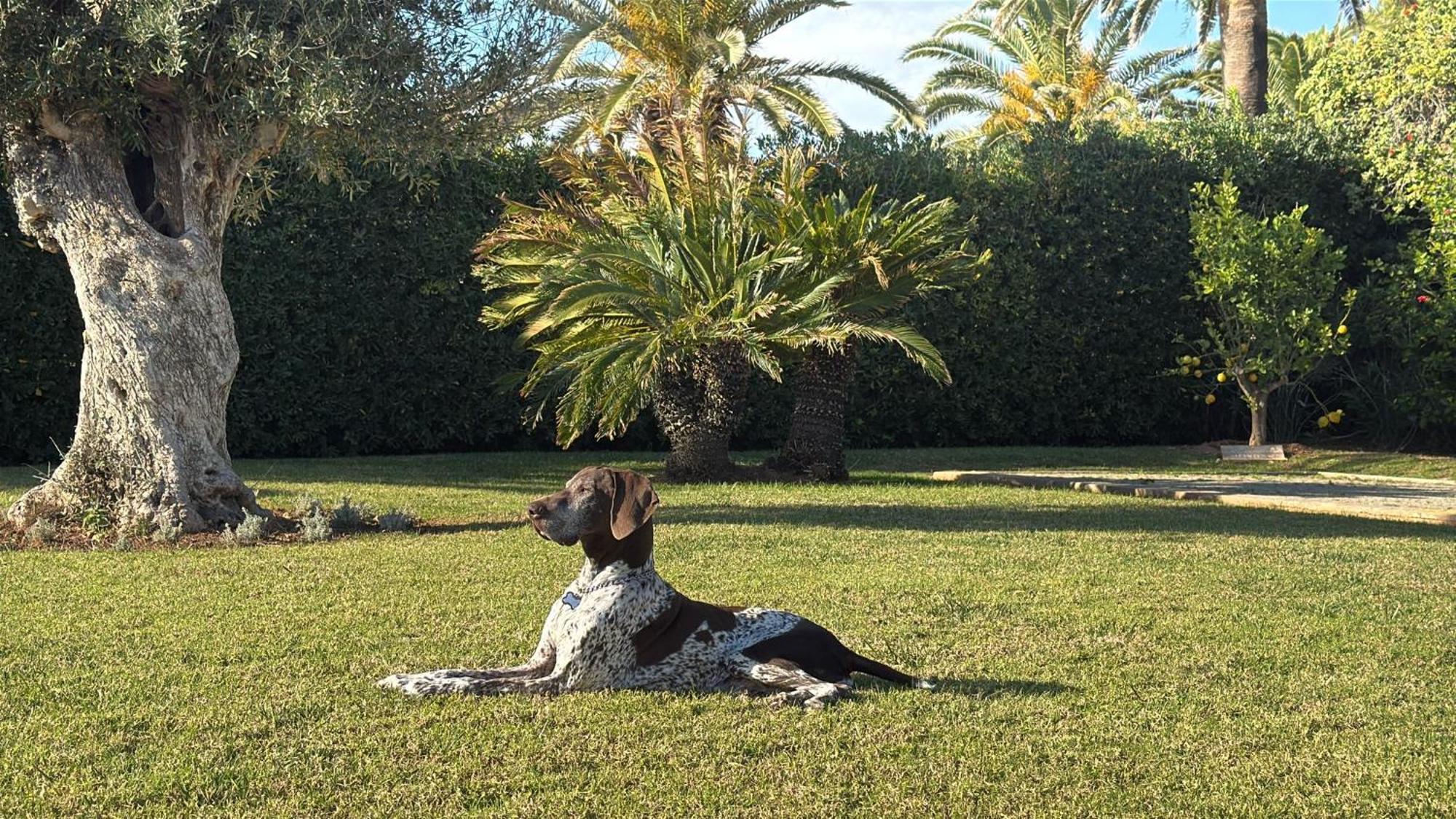 ס'אלגר La Calma Espectacular Villa Con Jardin Y Piscina En Menorca מראה חיצוני תמונה